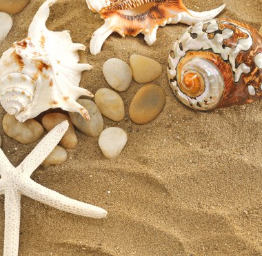 Shells and stones on sand clipart