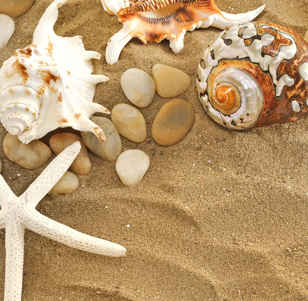 Раковины и камни на песке — стоковое фото