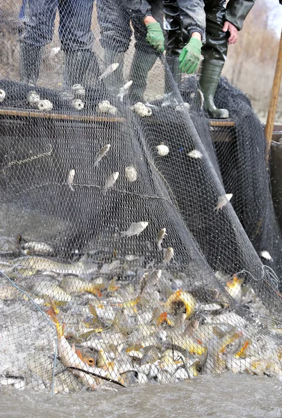 Pêcheurs filets de poissons — Photo