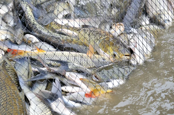 Peces en redes de pesca — Foto de Stock