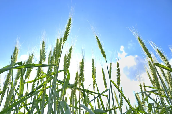 Зеленая влажная трава под солнечным светом — стоковое фото