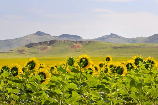 Sonnenblumenfeld und Berge — Stockfoto