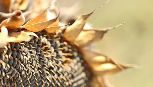 Harvest sunflower seeds — Stock Photo, Image
