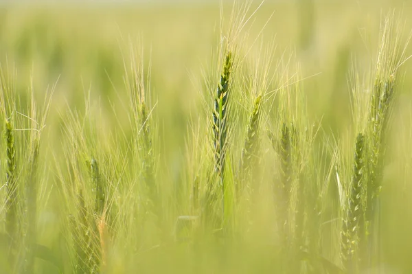 Campo de trigo verde — Foto de Stock