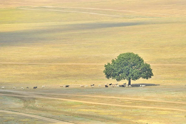 Дерево ізольовано на полі — стокове фото