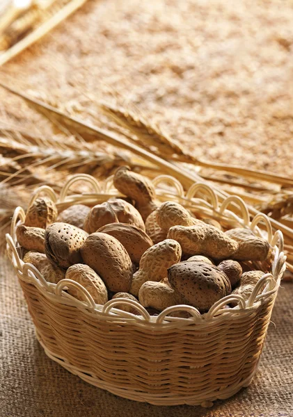 Sušená semena a plody — Stock fotografie
