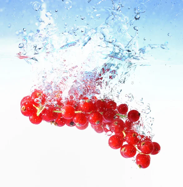 Красная смородина в воде — стоковое фото