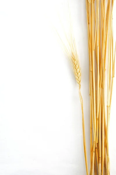 Wheat isolated on white — Stock Photo, Image