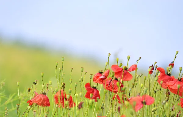 Stock image Red poppies