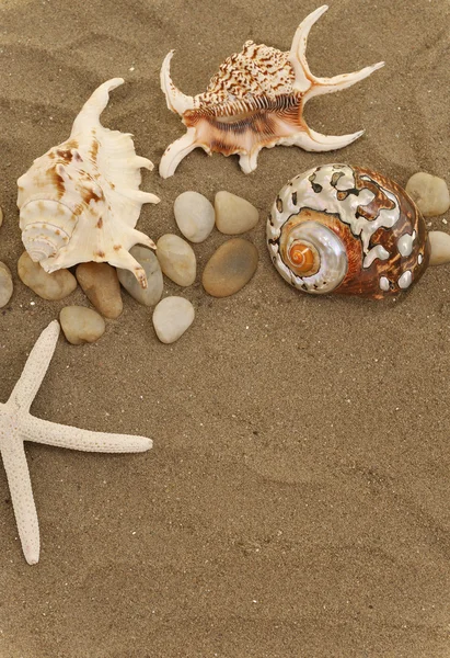 Shells en de stenen op zand — Stockfoto