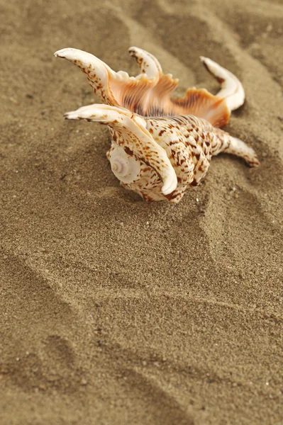 Coquille sur le sable — Photo