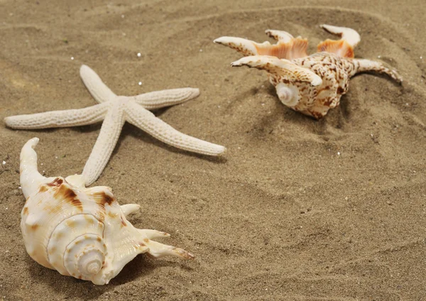 Shells with starfish on sand — Stock Photo, Image
