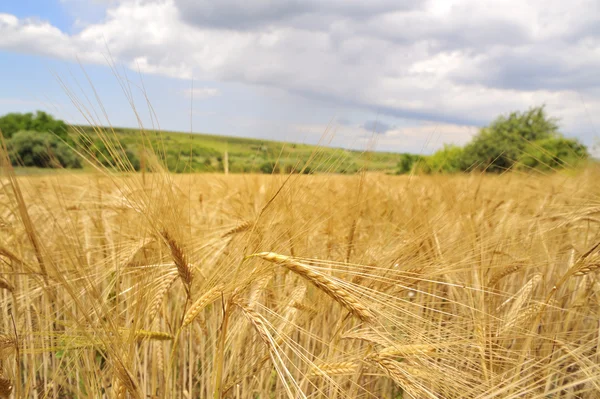 Campo de cereales y cielo nublado de verano — Foto de Stock