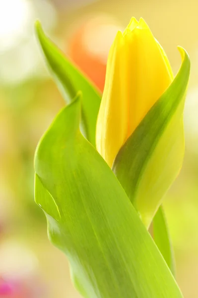 Izolovaný žlutý tulipán — Stock fotografie