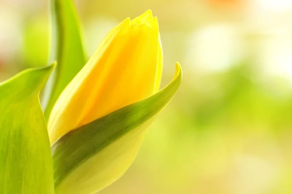 Tulipa amarela isolada — Fotografia de Stock