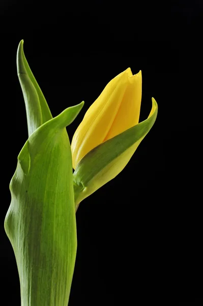 孤立的黄色郁金香 — 图库照片