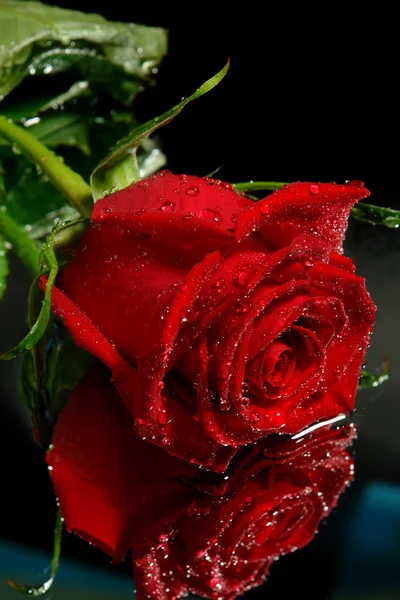 En röd ros med vattendroppar — Stockfoto