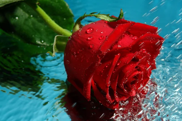 Schoonheid rode roos met water — Stockfoto