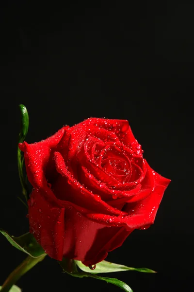 Rose rouge sur une bg noire — Photo