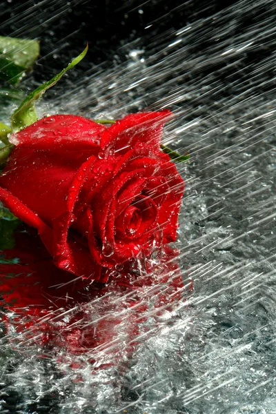 L'acqua scorre su una rosa rossa — Foto Stock