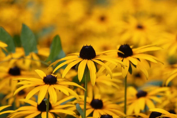 stock image Yellow flowers