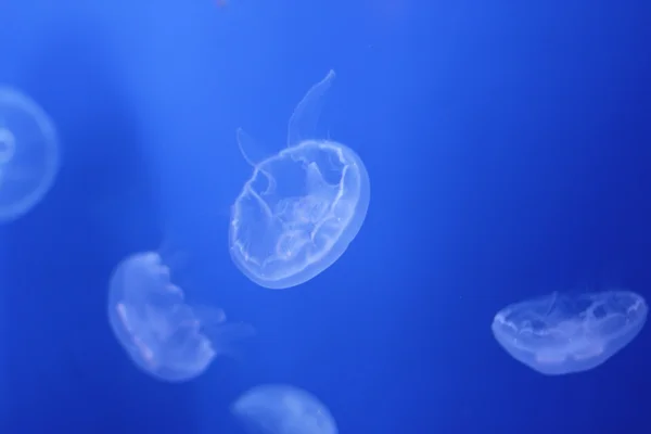 Медуза — стоковое фото