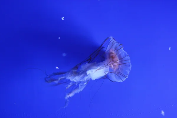 Meduza — Zdjęcie stockowe