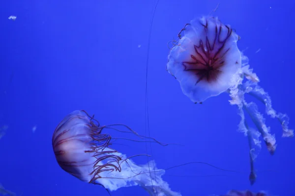 Meduza — Zdjęcie stockowe