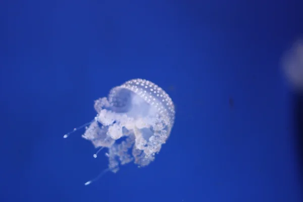 Медуза — стоковое фото