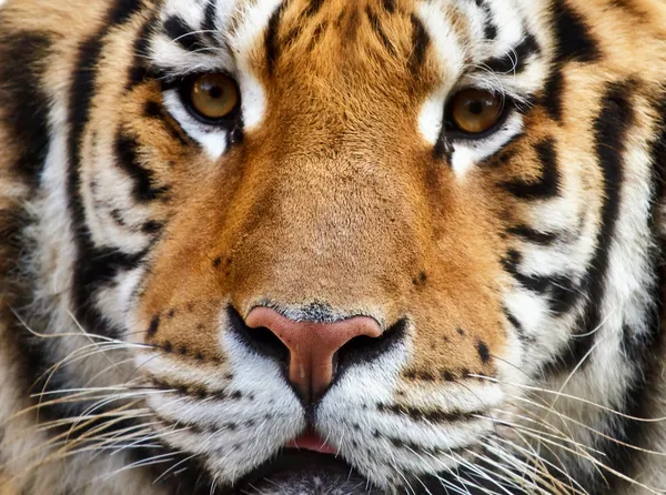 Piękny Tygrys — Zdjęcie stockowe