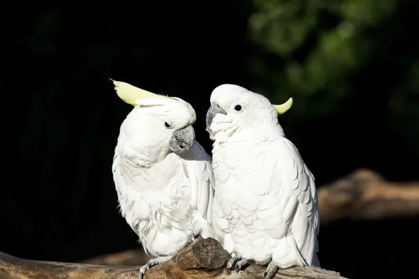 Kakadu verliebt — Stockfoto