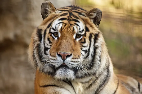 stock image Cute Tiger