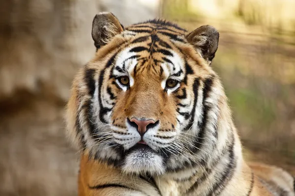 Симпатичный тигр — стоковое фото