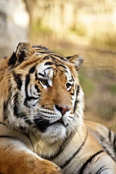 Roztomilý tygr — Stock fotografie