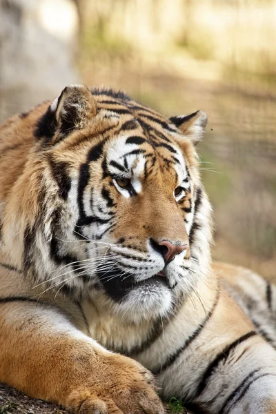 Cute Tygrys — Zdjęcie stockowe