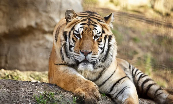 stock image Cute Tiger
