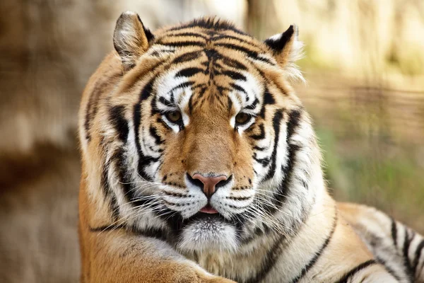 Tigre lindo —  Fotos de Stock
