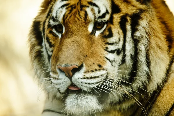 stock image Cute Tiger