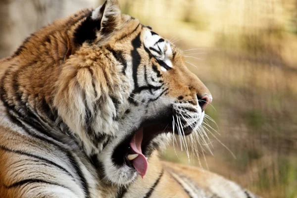 Cute Tiger — Stock Photo, Image