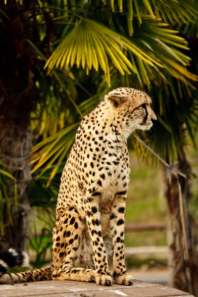 Gepard — Stock Photo, Image