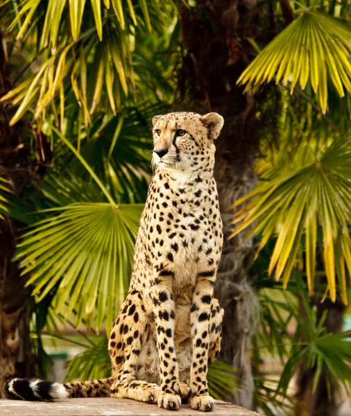 Gepard — Φωτογραφία Αρχείου