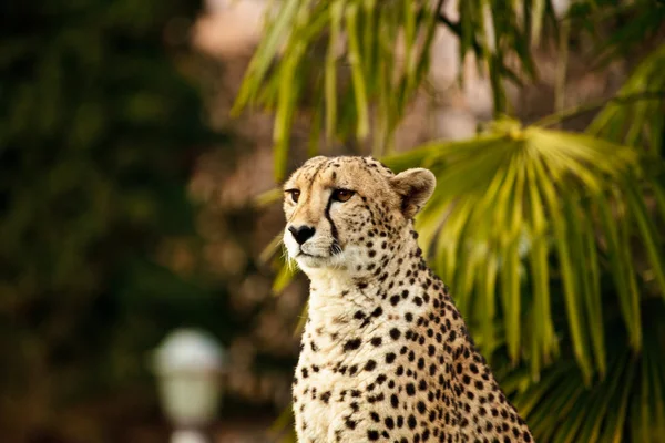 Gepard — Stock fotografie