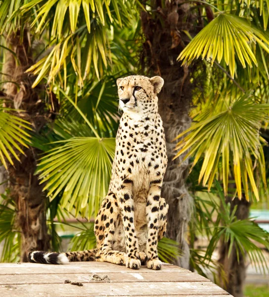 Gepard — Φωτογραφία Αρχείου