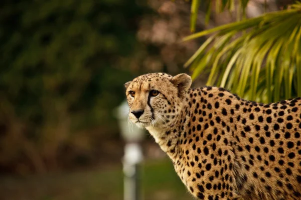 Gepard — Stok Foto