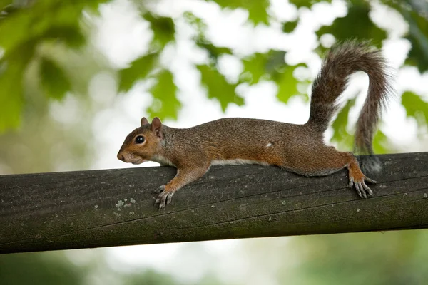 Esquilo — Fotografia de Stock