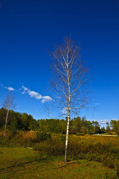 stock image Tree