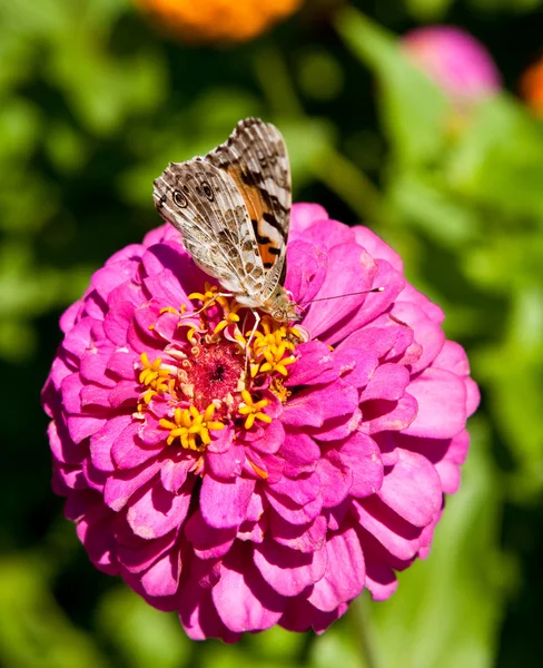 stock image Butterfly on Flower