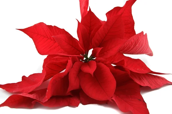 stock image Poinsettia