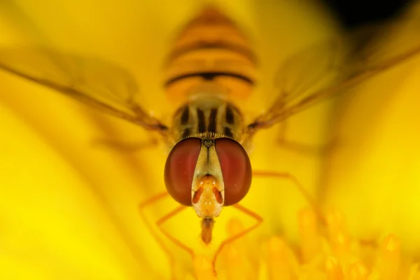 Hoverfly