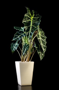 Flower in pot, Alocasia Polly clipart